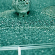 ねこ