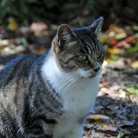 城山茶屋の猫