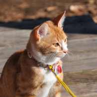 城山茶屋の子猫
