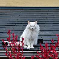 屋根の上の猫