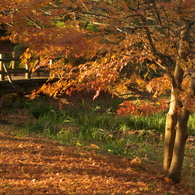 紅葉