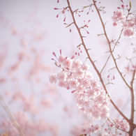 桜のキヲク_03
