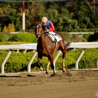 園田競馬 2015年12月29日(火)