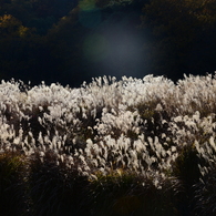 三木山森林公園