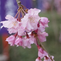 枝垂れ桜