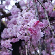 枝垂れ桜2