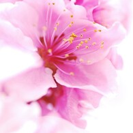 桃