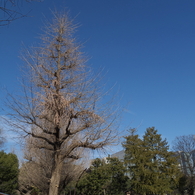 新年の日比谷公園4