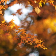 紅葉