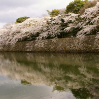 水面桜