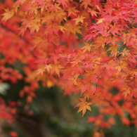 紅葉の思い出