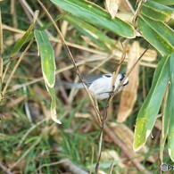 かくれんぼですか(エナガ)