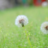 綿毛のある景色。