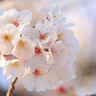 桜I