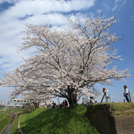 一本桜 in 権現堂（２）