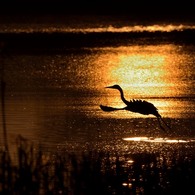 鳥のいる風景　アオサギⅡ