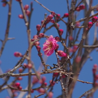 紅梅も咲いています