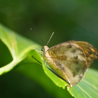 生物園Ⅲ－33