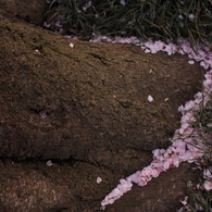 桜溜まり