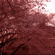 街灯隣桜