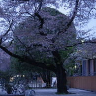 桜と自転車