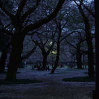 暗がり桜