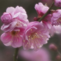 梅始め