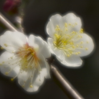 白おだやか