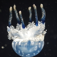 タコクラゲ