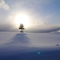 雪原の一本松