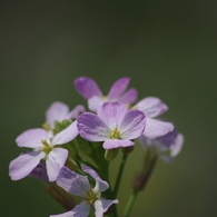 道端の花