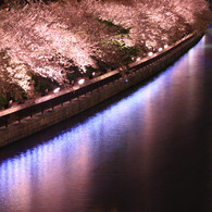 Sakura～水面に写る