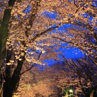 夜桜