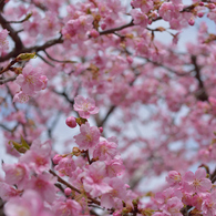 河津桜_03
