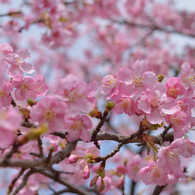 河津桜_04
