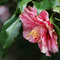 DSC00306