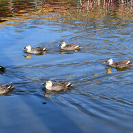 川崎　大師公園　瀋秀園