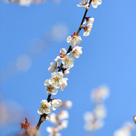 梅