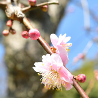 梅