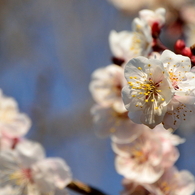 芝公園の梅花2