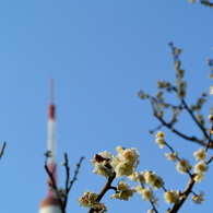 芝公園の梅花3