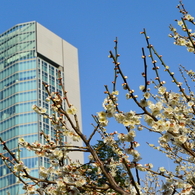 芝公園の梅花4