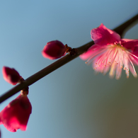 石神井公園　梅