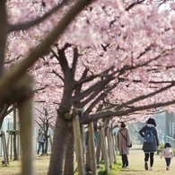 spring for tokyoites