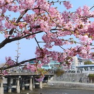 三条桜