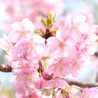 ハイキー桜