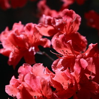 爽紅