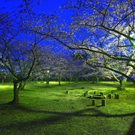 Cherry trees