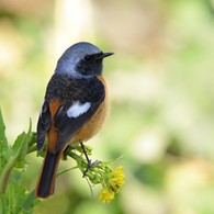 菜の花とジョウビタキ