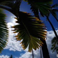 in Hawaii 2